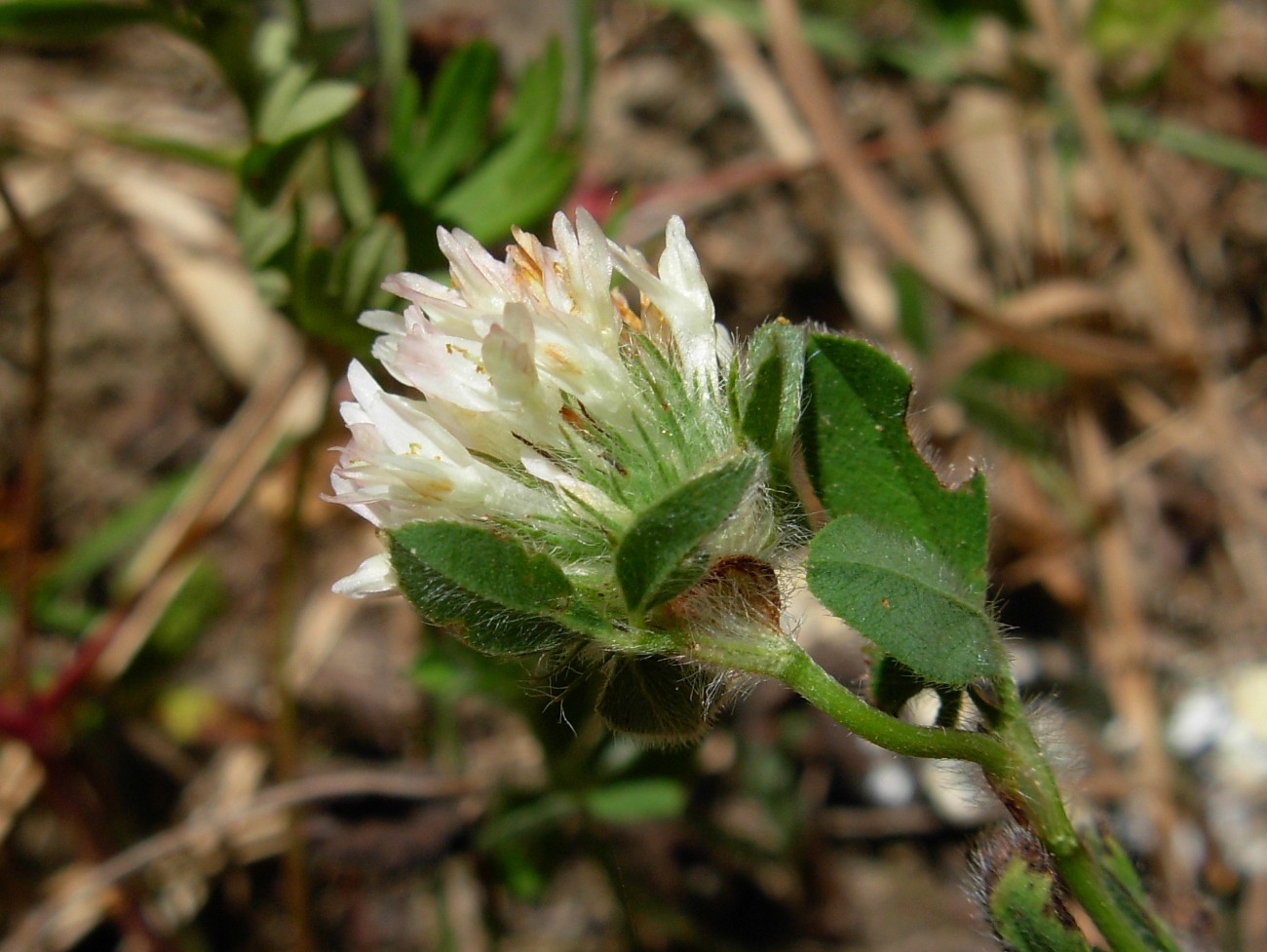 Trifolium pallidum Waldst. & Kit. / Trifoglio pallido